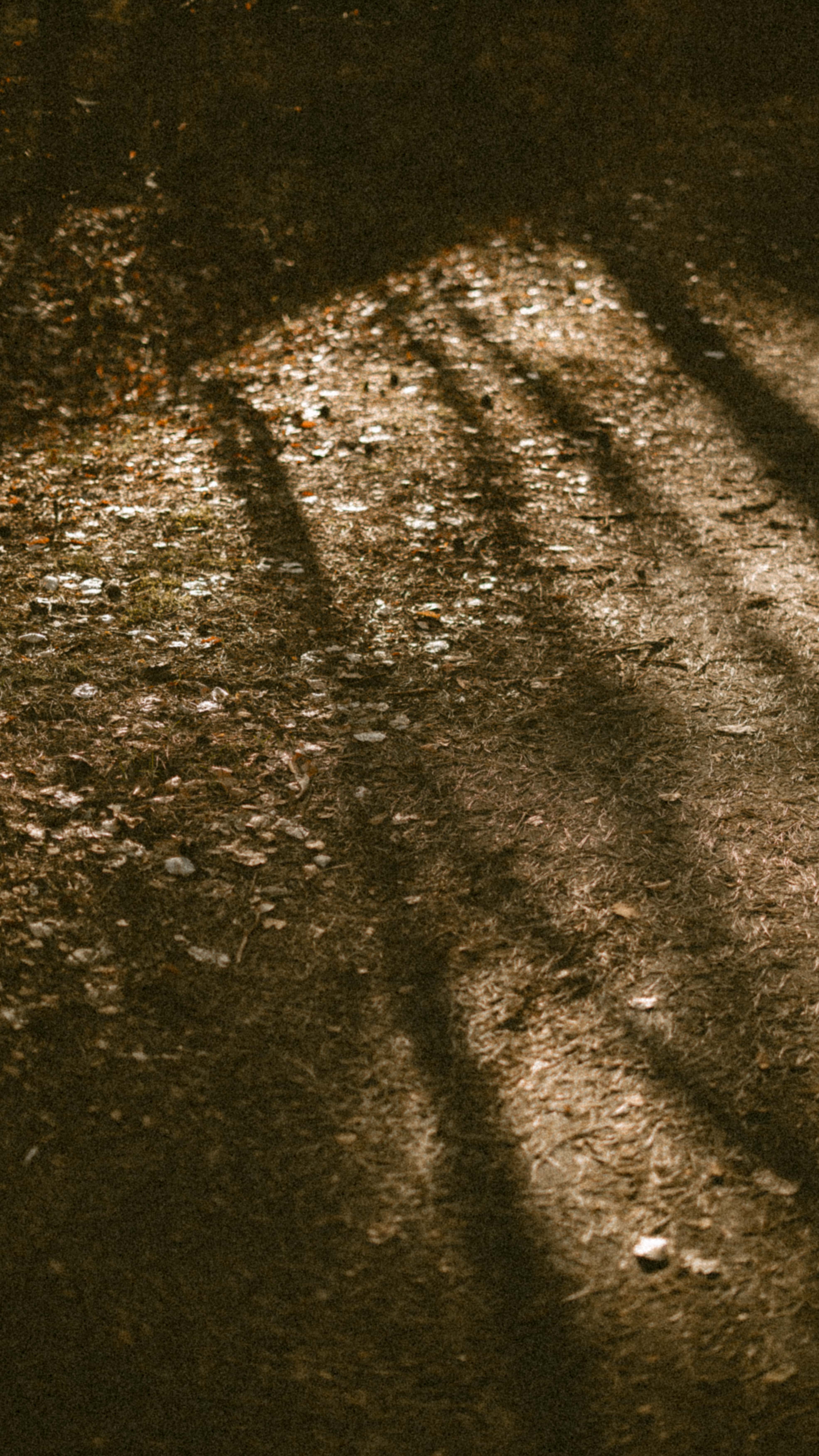 Lange Schatten auf Waldboden