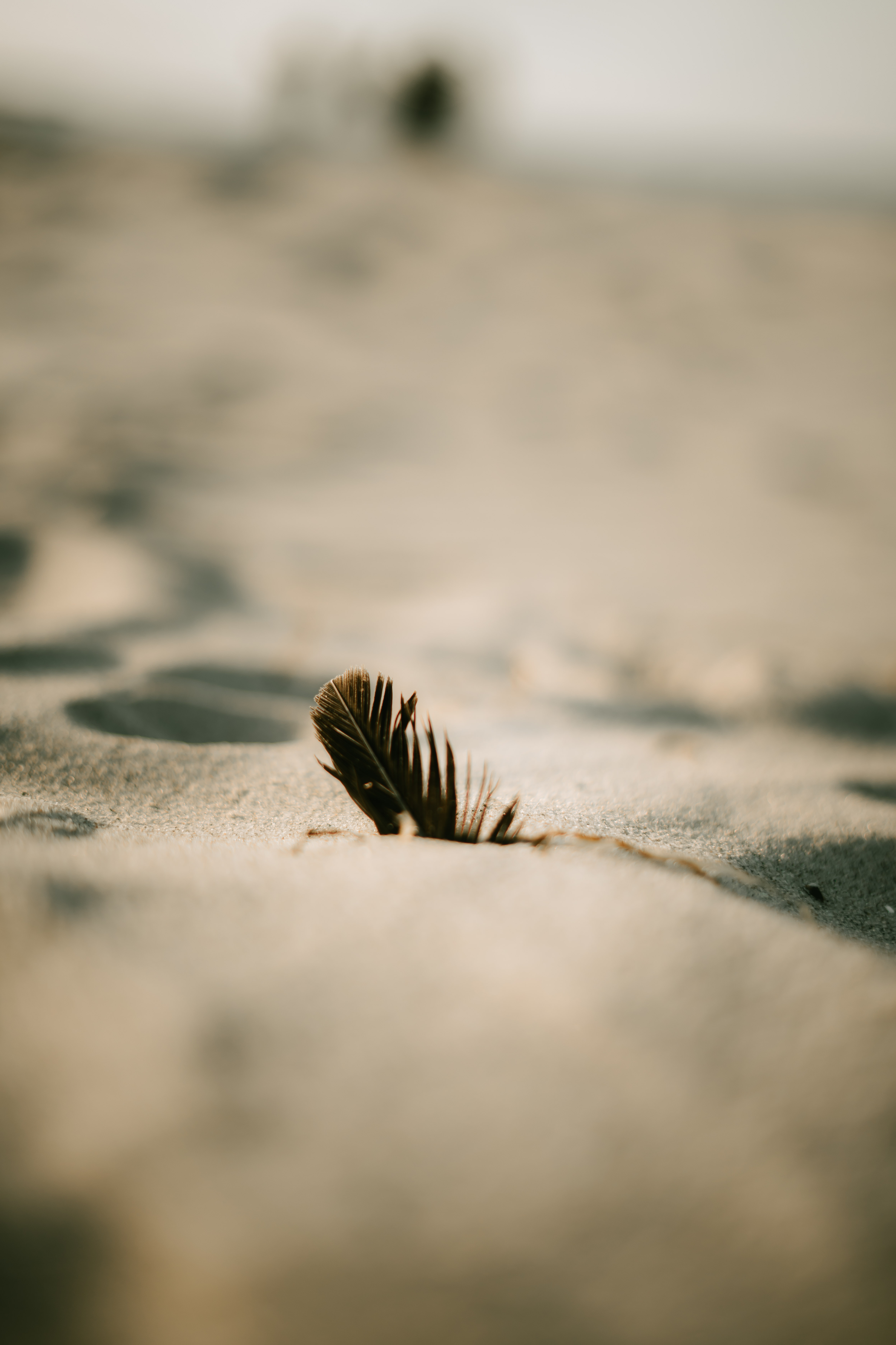 Feder im Sand