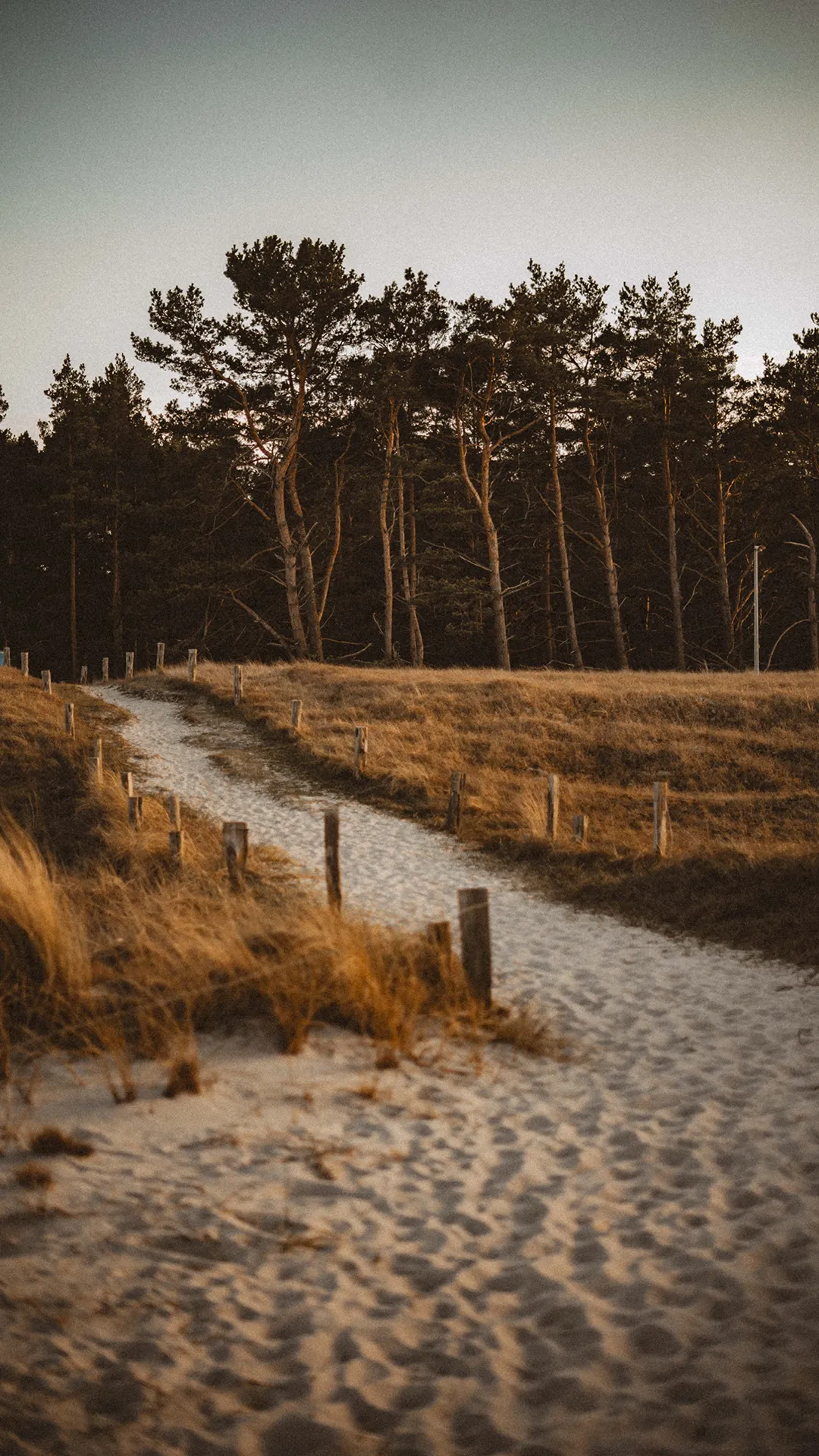 Sandweg durch Dünen und Kiefern